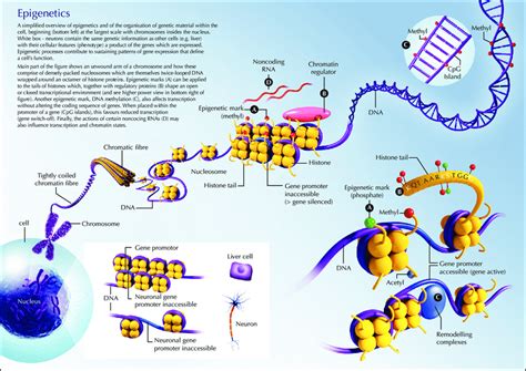 Overview Of Epigenetic Mechanisms A Simplified Overview Of Epigenetics