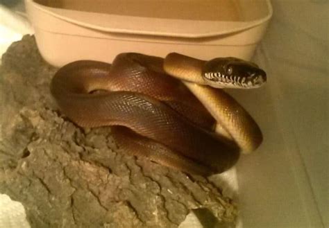 Snake Profile White Lipped Python With Photos