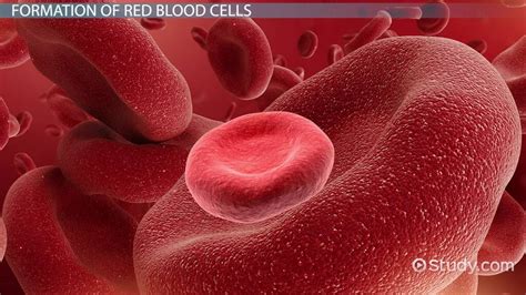 Red Blood Cell Formation Process Stages And Life Cycle Lesson