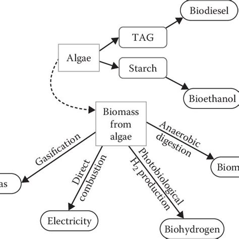 2 Path Of Bioenergy Produced By Algae Tag Triacylglyceride Or