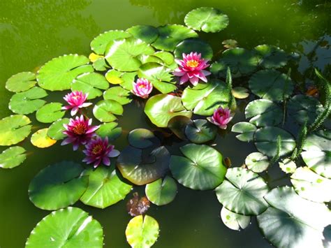 Water Lilies Gardening Forums