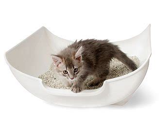 Show your kitten the locations of each litter box and let your kitten sniff them. How to Train Kittens to Use the Cat Litter Box | Cat Tree ...