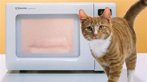 Boy 8 Microwaves Neighbours Cat Mirror Online