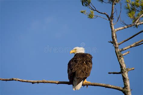 Bald Eagle Pair Facing Each Other Stock Image Image Of Attentive