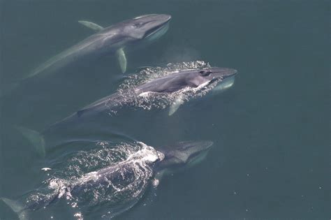 Baleen whales seek out concentrations of small planktonic animals. Baleen whales have changed their distribution in the Western North Atlantic