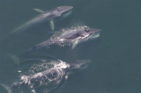 The pygmy right whale is a baleen whale. Baleen whales have changed their distribution in the Western North Atlantic