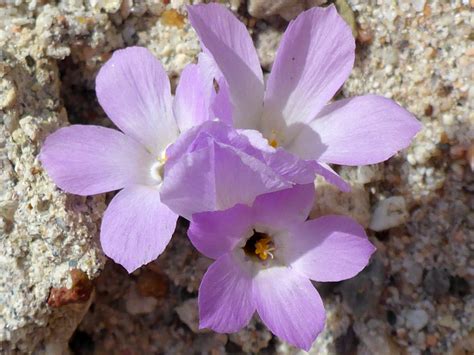 Tree with pink flowers california. Pink flowers - pictures of Linanthus Parryae ...