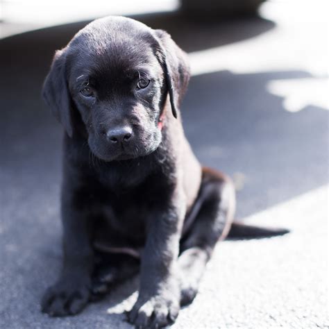 Check spelling or type a new query. Free stock photo of black lab, lab, puppy