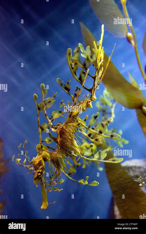 A Leafy Seadragon Species Of Seahorse Stock Photo Alamy