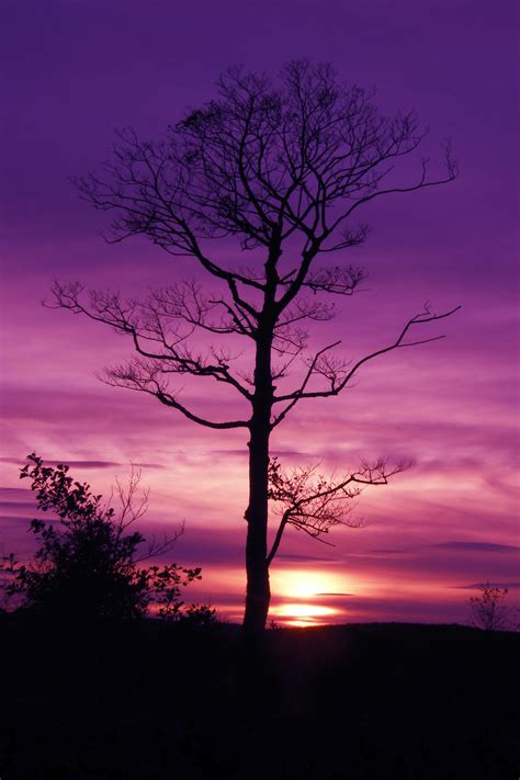 Purple Tree Spotlight Images