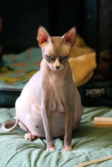 Fat Hairless Cat