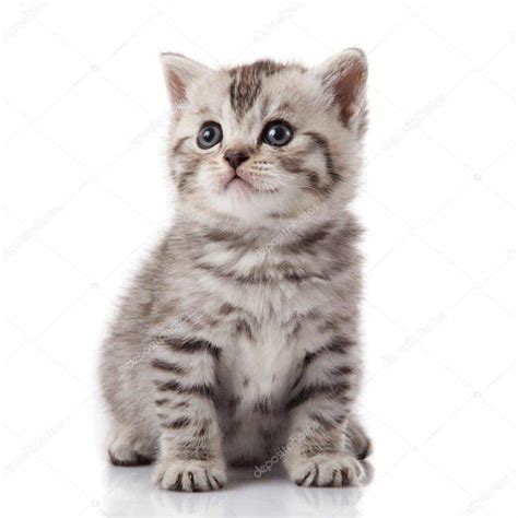 Ciekawe czy uda mu się coś. Welcher Patronus passt zu dir?