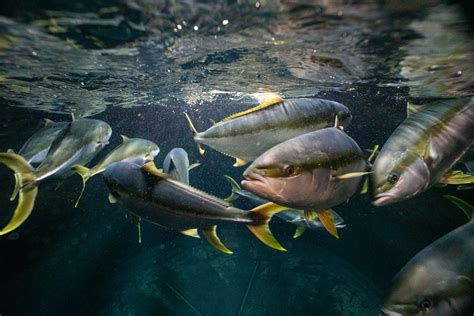 Yellowtail kingfish | NIWA