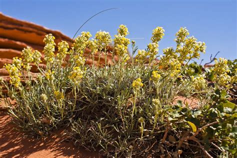 Yellow Flowers Of Desert Vegetation Stock Photo Image Of Outdoor