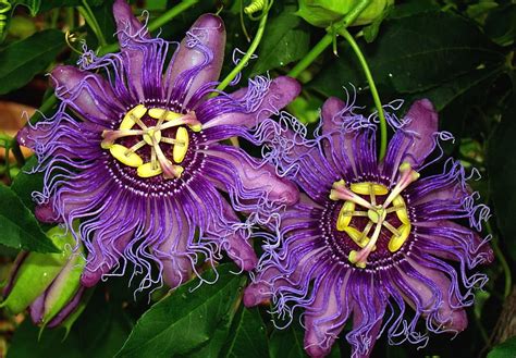 Flowers Leaves Wavy Exotic Exotics Passionflower Passiflora Hd