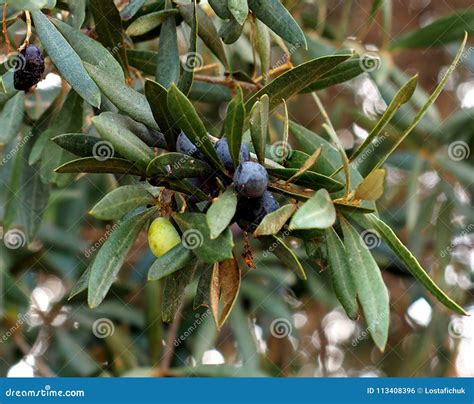 Olive Tree Or Olea Europaea In Portugal Stock Photo Image Of Farming
