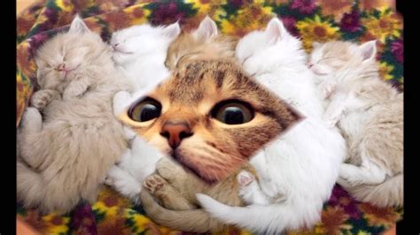 Funny Cute Cat Wallpaper Compilation Cheer Up 15