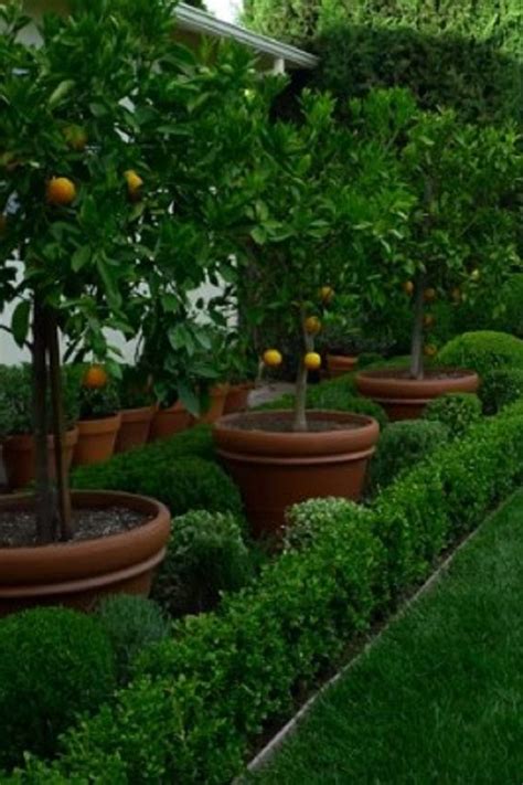 Front Yard Fruit Trees Adding Beauty And Flavor To Your Home