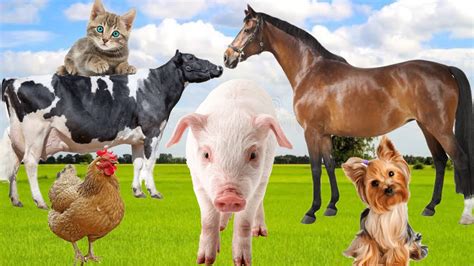 som dos animais da fazenda animais domésticos porco cavalo gato vaca cachorro galinha