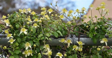 Check spelling or type a new query. Clematis lasiantha - Chapparal Clematis | pete veilleux ...