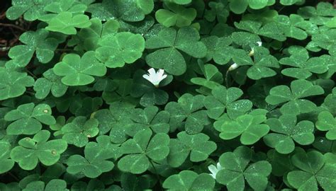 How To Kill Oxalis In The Lawn Garden Guides