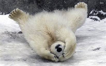 Polar Bear Bears Shy Wallpapers Animal Snowing