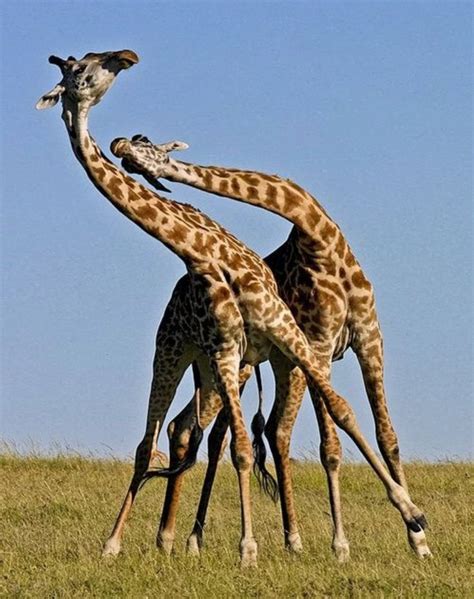 Giraffe Fighting Each Other