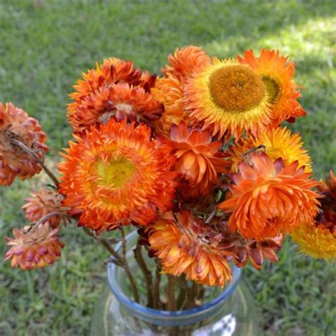 Maybe you would like to learn more about one of these? Dried StrawFlowers - Straw Flowers