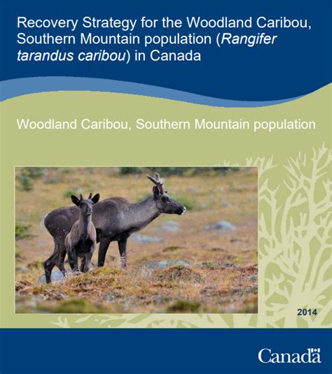 Recovery Strategy For The Woodland Caribou Southern Mountain