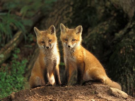 Two Baby Foxes Desktop Wallpaper Pictures Two Baby Foxes Photos Two