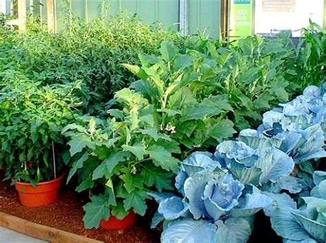 How To Grow Vegetables In Pots And Containers Tips