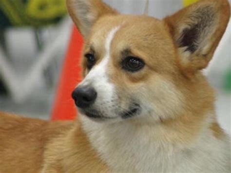 So many people buy corgi puppies and end up giving them away or turning them to shelters after a few months because the dogs are more than they can handle. Corgi Puppies For Sale Nc - petfinder