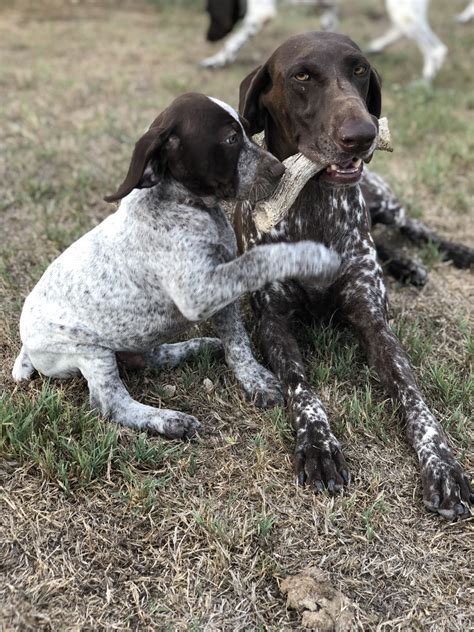 German pointers puppies reviews, guide, tips and tricks. German Shorthaired Pointer Puppies El Paso Tx