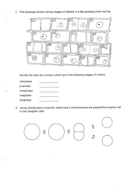 Chapter 3 cells tissues worksheet answer key inxappcom mandegar info. Cell Division And Mitosis Worksheet Answer Key | db-excel.com