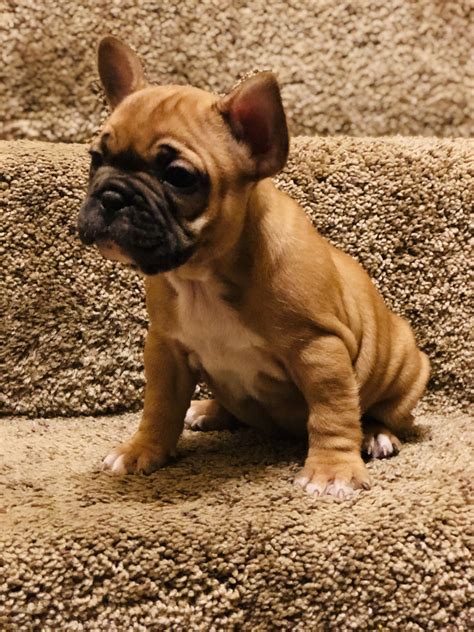 We love our french bulldog from imperial kennels!! French Bulldog Puppies For Sale | Chaska, MN #306279