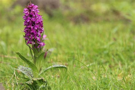 Winterharte Orchideen für den Garten | Orchideenarten im ...