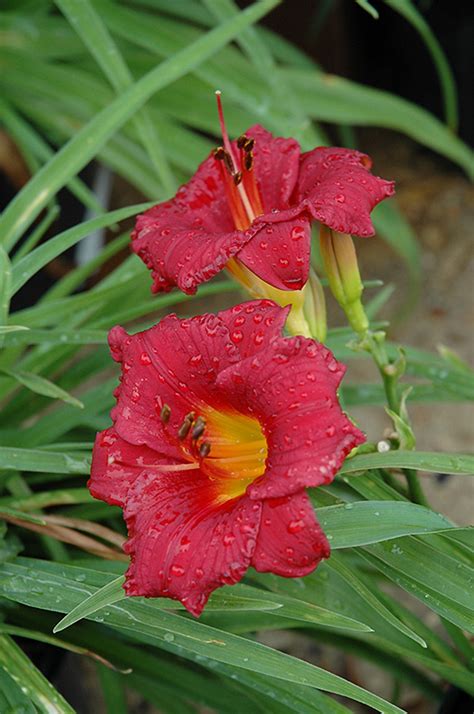 We did not find results for: Little Business Daylily (Hemerocallis 'Little Business ...