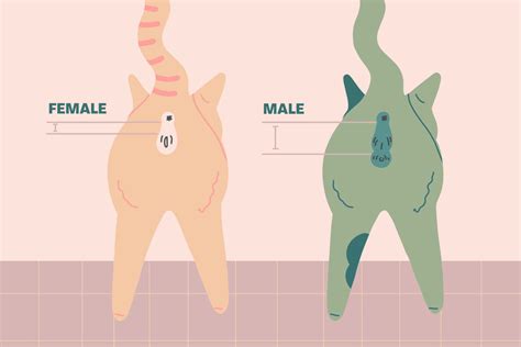 How To Tell The Gender Of A Kitten