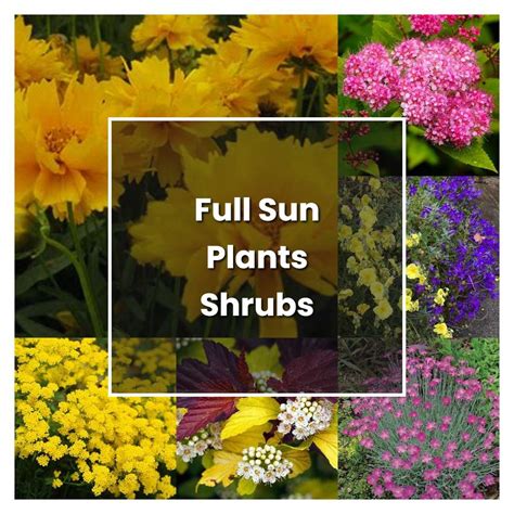 How To Grow Full Sun Plants Shrubs Plant Care And Tips Norwichgardener