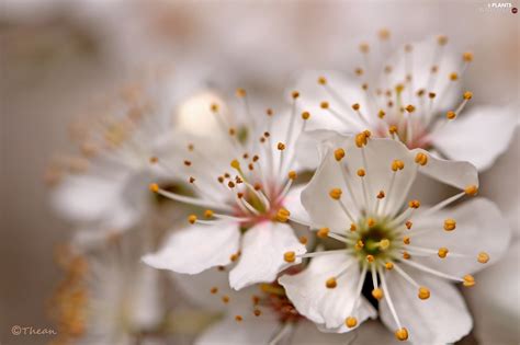 Experience lifelike fruit tree flowers at alibaba.com, ideal for decorating indoors and outdoors. White, trees, fruit, Flowers - Plants wallpapers: 2048x1365
