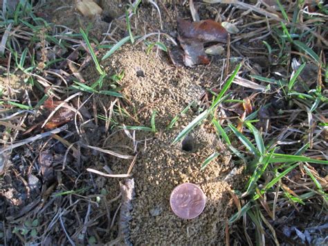 Ground Nesting Bees In Turf Nc Cooperative Extension