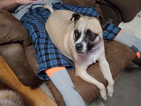 Quincy Humane Society Il