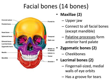 The 8 Bones In The Human Skull Boostjoker
