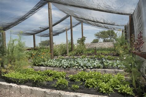 Hot sale commercial glass greenhouse shade green house for plants/vegetable/flowers. Using Shade Cloth to Protect New Shrubs From the Sun