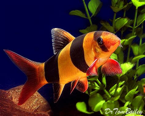 We search for best aquarium accessories and pet supply manufacturers around the globe to find the most unique and useful aquarium supplies. Buy Clown Loaches at AquariumFish.net, where you can shop ...