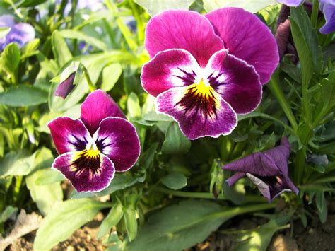 File:Viola tricolor-02.jpg