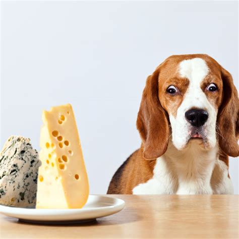 A dog can eat around 1 ounce of cheese before it starts to be unhealthy for them. Can Dogs Eat Cheese? How About Other Dairy Products?