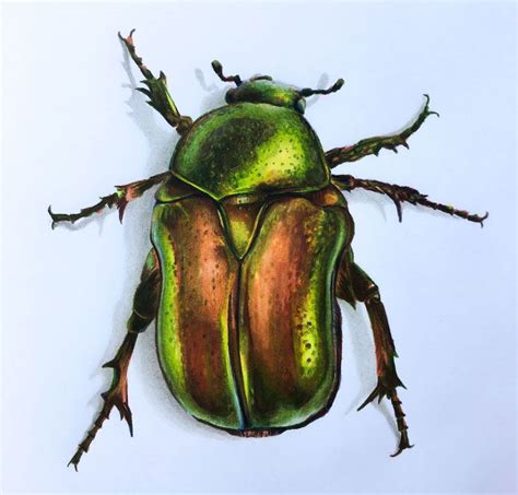 Beetle Drawing With Colored Pencils And Markers Beetle Drawing