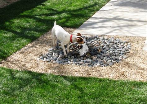 Spaß für Hunde im Garten - Tipps für hundefreundliche Gartengestaltung