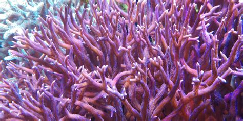 Seriatopora Hystrix Coral Espinho De Cristo Coral Espinhoso